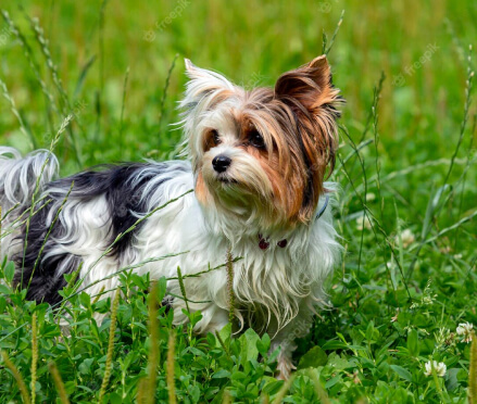 Maltipoo USA