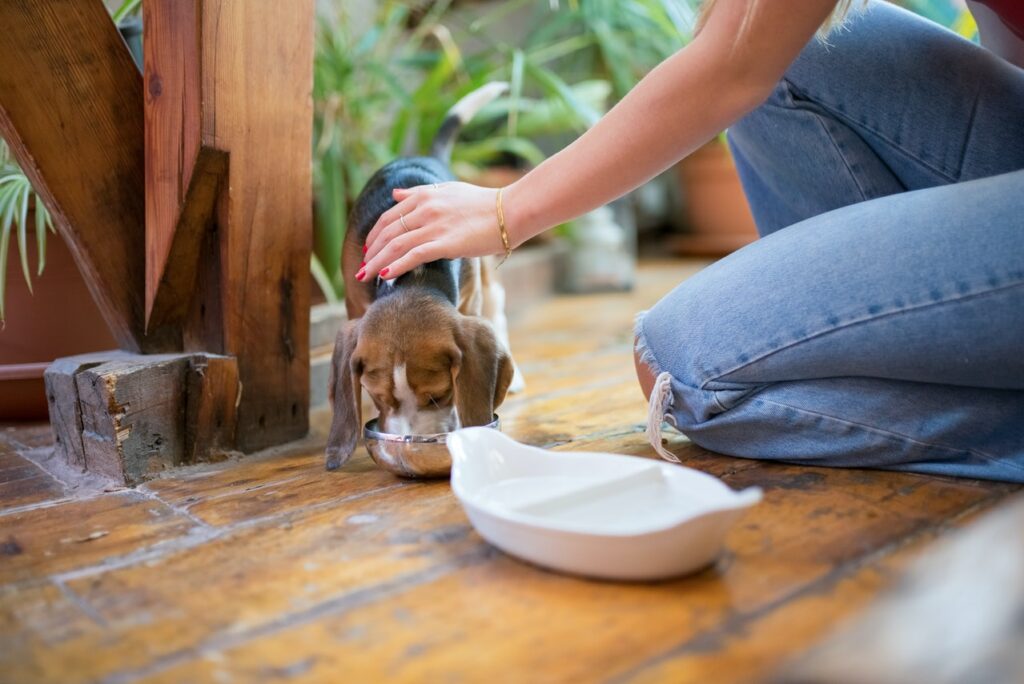Puppy Feeding Dos and Don'ts