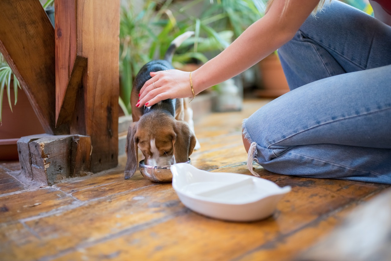 Puppy Feeding Dos and Don’ts