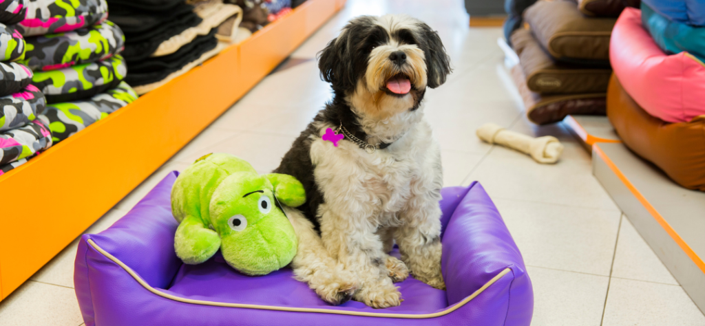 13 Things to Check Before Choosing a Pet Store