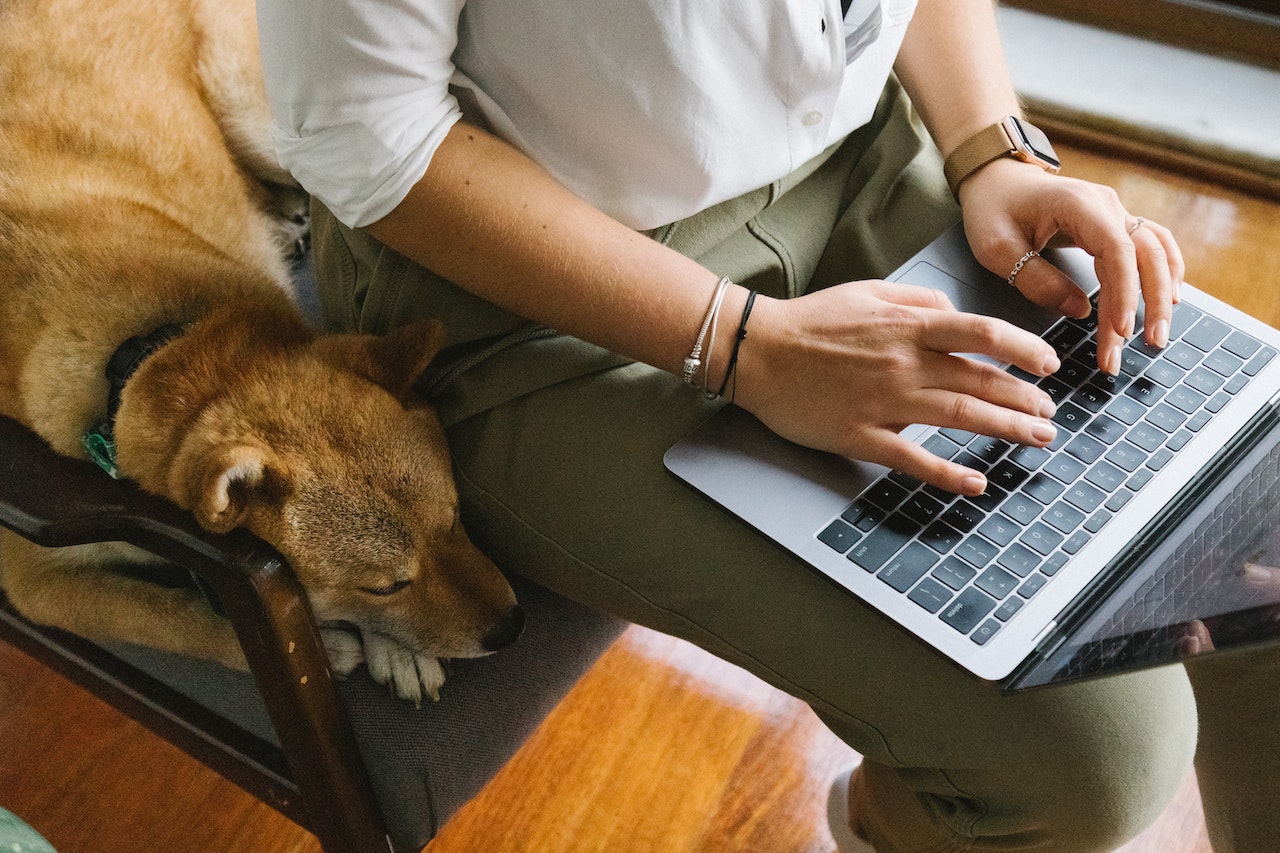 7 Quirky, Yet Promising Pet Business Ideas