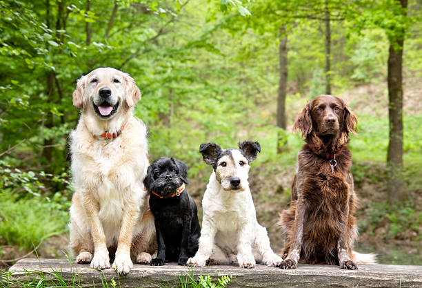 Top 8 Family-Friendly Dog Breeds to Consider When Looking for a Pet‍