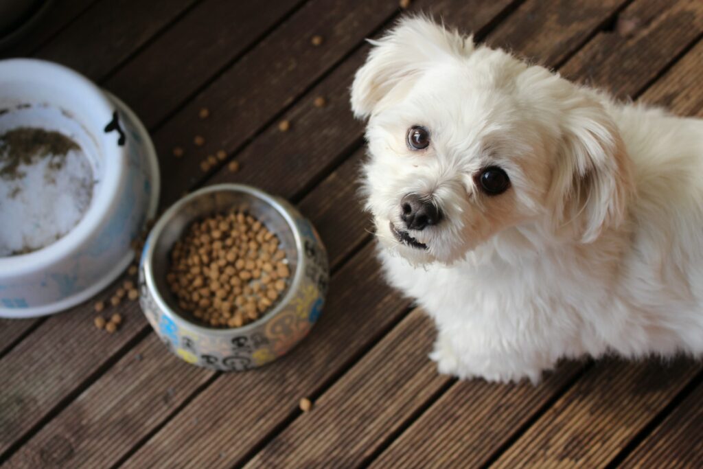 3 Reasons to Buy Higher Quality Food for Your Dog