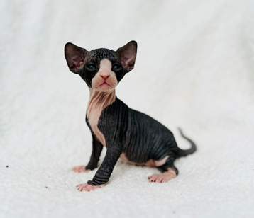 Affordable Sphynx Kittens for Sale Online